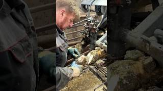 Hoofs Clipping Nails Treatment for Cows [upl. by Polk]