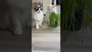 The grass is always greener with us around 🍀🌿💚 catgrass catfun ragdollcats ragdollkitten ogs [upl. by Legyn80]