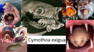 El parásito Cymothoa exigua un organismo ejemplo extremo de parasitismo afecta a los peces [upl. by Morril]