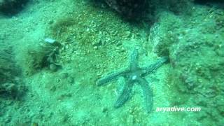 가시불가사리Astropecten polyacanthus Sand sifting starfish Comb star [upl. by Zug492]