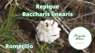 Proyecto Nativo repique del romerillo Baccharis linearis [upl. by Zendah918]