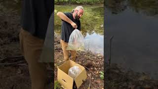 Stocking our pond with ten Triploid grass carp [upl. by Aihtnic]