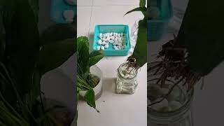 Belajar menanam Peach Lily Spathiphyllum wallisii media air belajarmenanam shortvideo [upl. by Marquardt209]