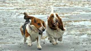 Just Some Running Basset Hounds [upl. by Etnomal]