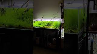 Minimalist Aquascapes A Refreshing Sight to Behold aquarium tropicalfish aquacape [upl. by Korry678]