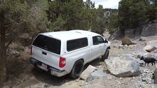 tundra on rattlesnake trail five mile pass Utah [upl. by Inek685]