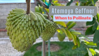 Atemoya Geffner  When to pollinate [upl. by Nnaycart32]