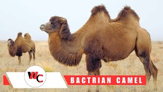 All About the Bactrian Camel 🐫 Facts and Information [upl. by Vigen]