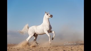 Exhilarating Arabian horses galloping at the great pyramids of Cairo Egypt [upl. by Greg]