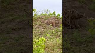 Leopard Finds Out Warthogs True Strength Watch Full Video Above [upl. by Itram]