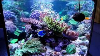 My reeftank and butterfly reef [upl. by Aihsemek]