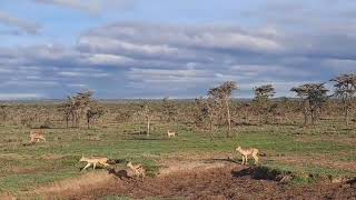 Jackals Killing a young gazelle as the mother tries to save her own life [upl. by Kubis946]