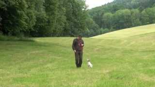 Hundeerziehung Dogtraining Leinenführung [upl. by Esorlatsyrc]