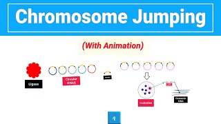 Chromosome Jumping Animation [upl. by Landa]