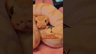 halloween snake reptiles pets pets fyp ballpython capcut shorts shortsfeed shortsvideo [upl. by Ased]