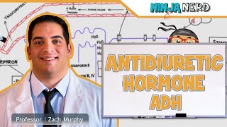 Endocrinology  Antidiuretic Hormone ADH [upl. by Nirag666]