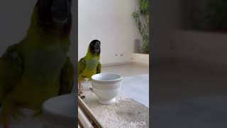 Black headed Parrot parrot parrots parrotlover parrotvideo parrotspeak [upl. by Anole]