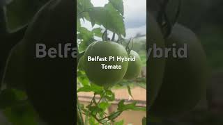 Belfast F1 Hybrid Tomato 🍅 🍅 🍅 growing in containers in my Balcony [upl. by Teemus162]