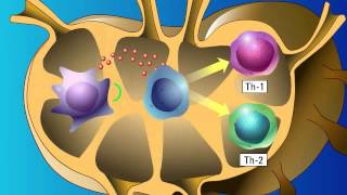 Stimulation of Adaptive Immunity [upl. by Pike260]