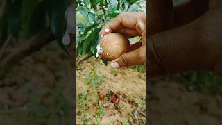 Sapota nature fruit [upl. by Yahsel]