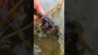 Beautiful freshwater crab catching by bare hand in the flood fields カニ crabe kepiting [upl. by Seluj]