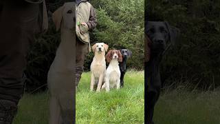 Which one goes gundogtraining labrador springerspaniel [upl. by Martinez]