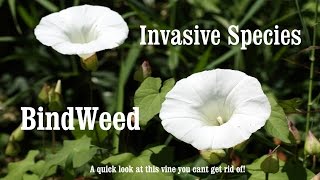 ⟹ BINDWEED  Calystegia  If you see it REMOVE it  invasive specie [upl. by Colin119]