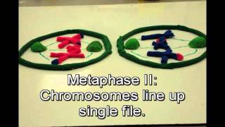 Mitosis vs Meiosis [upl. by Ninel]