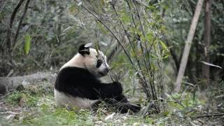 Deux pandas chinois bientôt prêtés à un zoo français [upl. by Macdermot]