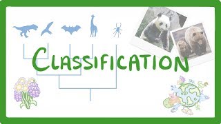 GCSE Biology  Classification 80 [upl. by Slocum]