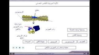 الآلية الجزيئية للتقلص العضلي  للثانية بكالوريا [upl. by Knut596]