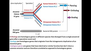 Multigene family Supergene Family Pseudogene family Orphan Gene in Hindi मल्टीजीन स्यूडोजीन [upl. by Rudyard833]