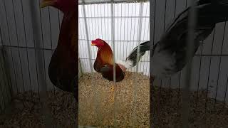 Tres lindos pollos descendientes de un gallo español 😍 [upl. by Melentha192]