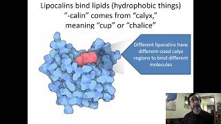 Protein Project Part 1 How Lipocalins of Unknown Function Became Known [upl. by Xuerd883]