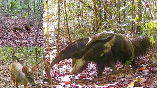 ja temos filhotes na area cutiatatu e tamandua bandeira [upl. by Ardnaxela563]