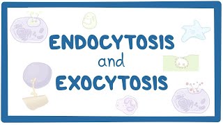 Endocytosis and exocytosis [upl. by Kipp]