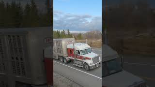 Freightliner with Cattle Pot on Hwy11 shorts truckspotter [upl. by Shurlocke]