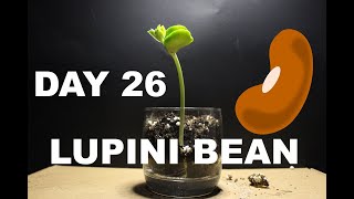 Lupini Bean 46 DAY Time Lapse [upl. by Rehpotsirhcnhoj]