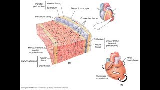 Cardiovascular System and The heart Wall function and structure  MADE EASY [upl. by Cyb]