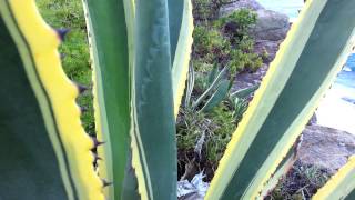 Agave Americana Marginata Variegata Gold  Variegated century plant HD 04 [upl. by Clere258]