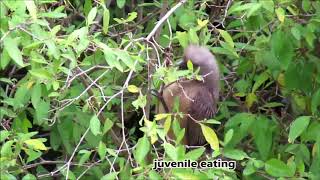 Speckled Mousebirds eating leaves [upl. by Moshe726]