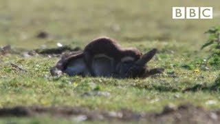 Stoat kills rabbit ten times its size  Life  BBC [upl. by Amliv]