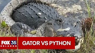 Alligator vs python fight caught on camera in the Florida Everglades [upl. by Thorny]