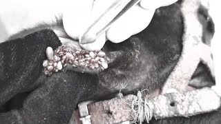 Help Poor Dog In Small Village From Many Big Ticks Removing Ticks From Pity Dog EP 111 Dogs [upl. by Silberman965]