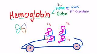 Hemoglobin Structure Whats In Your Red Blood Cell [upl. by Timmie]