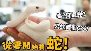 【從零開始養】蛇有毒狩獵兇公蛇有兩個GG四種寵物蛇飼養【許伯簡芝】Snake [upl. by Kirad203]