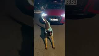 Belgian malinois and the Audi s3 2022 🐕 🧨💨 zinobwoy ✨ belgianmalinois car dog audi [upl. by Adnuhs]