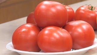 Preparing Tomatoes for Exhibition [upl. by Hyozo]