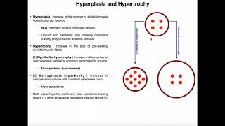 Hyperplasia Sarcoplasmic Hypertrophy amp Myofibrillar Hypertrophy [upl. by Leanatan]