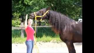 Tutorial Flehmen auf Kommando dem Pferd beibringen [upl. by Norwood]